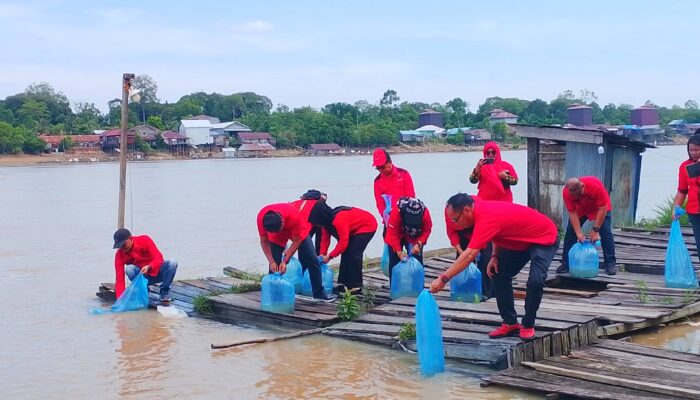 DPC PDIP Katingan Lepas Ribuan Benih Ikan untuk Tingkatkan Populasi Perairan Darat