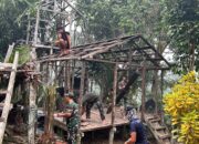 Harapan Baru bagi Ibu Pasui, TNI AD Bantu Rehabilitasi Rumahnya